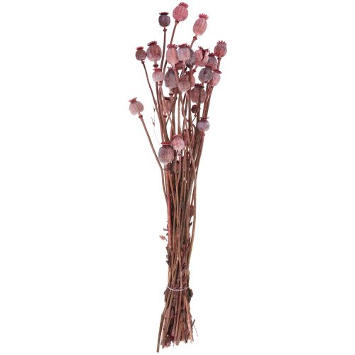 Floristik24 Tørkede Blomster Tørket Valmue Caps Deco Red 80g