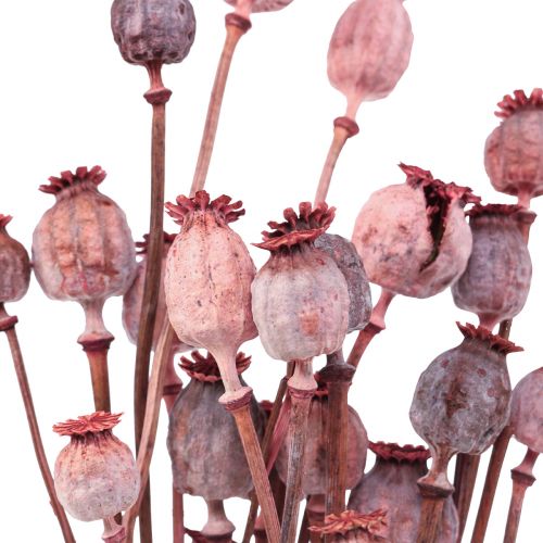 Floristik24 Tørkede Blomster Tørket Valmue Caps Deco Red 80g