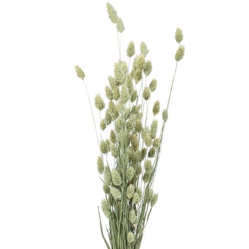 Floristik24 Tørket gress Phalaris tørket tørr floristisk natur 55cm 80g