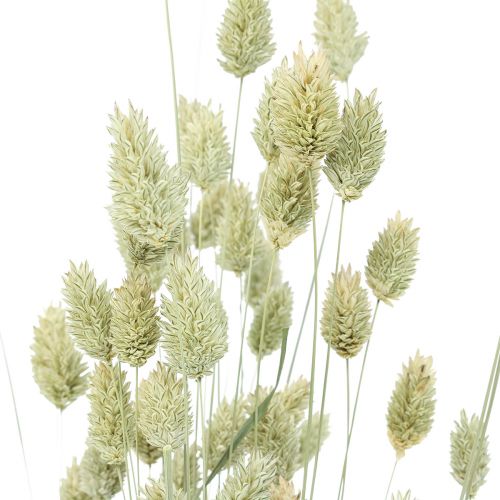 Floristik24 Tørket gress Phalaris tørket tørr floristisk natur 55cm 80g