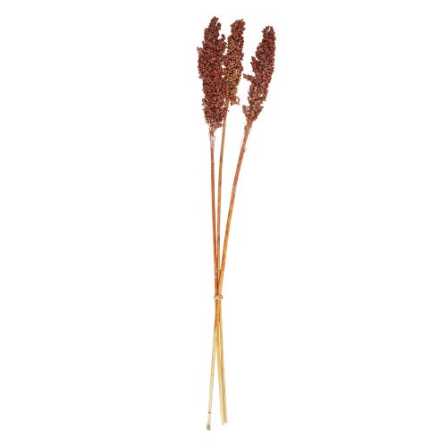 Floristik24 Tørkede Blomster Sorghum Hirse Oransje Tørre Blomster 70cm 3stk