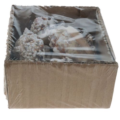 Floristik24 Snegleskjell deco sjøsnegler naturlig 5,5-7,5cm 250g