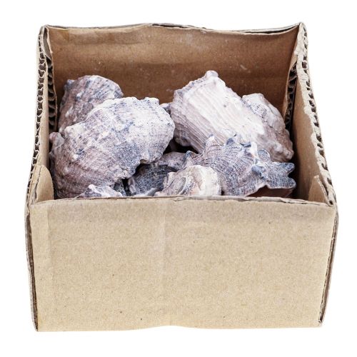 Floristik24 Snegleskjell Deco Havsnegler Lilla Hvit 3-6cm 250g