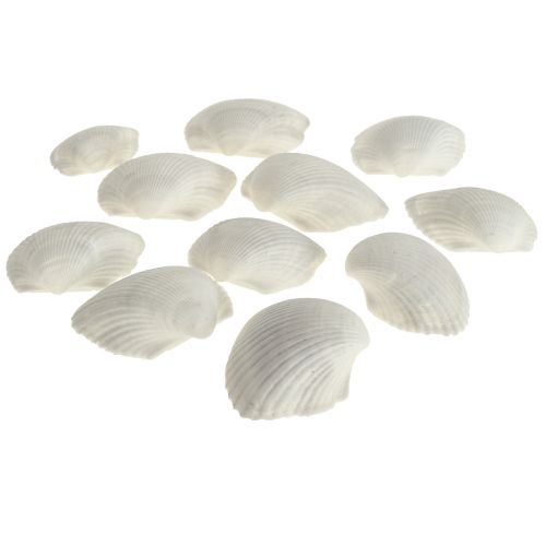 Shell Deco White Shells Cockles tomme 5cm 250g