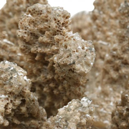 Floristik24 Maritim dekorasjon, sjødyr, dekorasjon korall polyresin 13,5x11,5cm