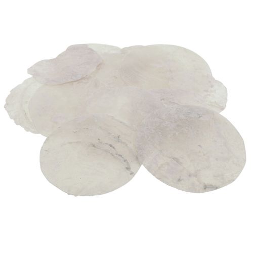 Floristik24 Capiz skjell perlemorskiver maritim dekorasjon Ø7cm 600g