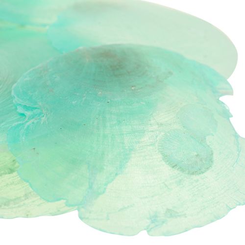 Floristik24 Capiz-skjell, capiz-skiver, perlemorskiver turkis 6,5–9,5 cm 650g
