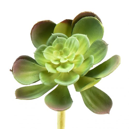 Floristik24 Kunstig sukkulent Echeveria kunstplante Ø7cm