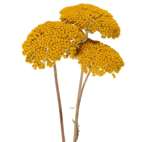 Achillea Natur Gelb Ryllik