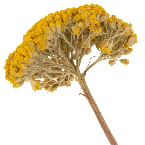 Achillea Natur Gelb Ryllik