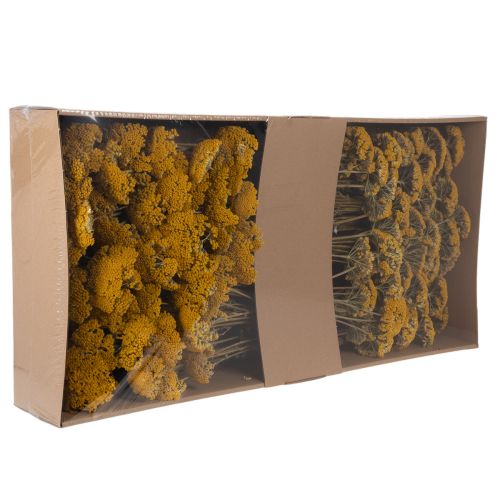 Achillea Natur Gelb Ryllik