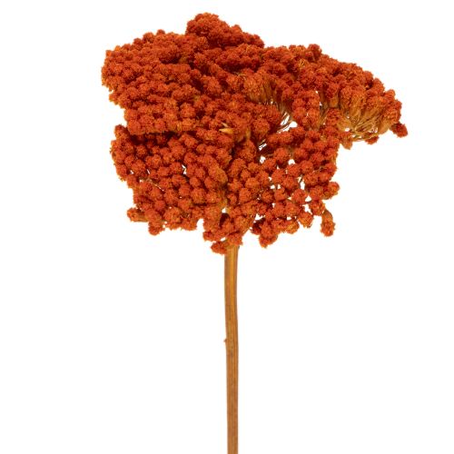 Tørkede ryllikblomster fra Achillea Orange, 45–60 cm, 1 kg kjøpe | Floristik24.no