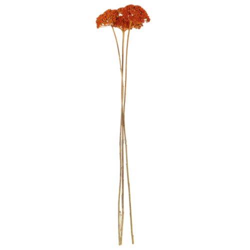 Tørkede ryllikblomster fra