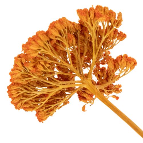 Tørkede ryllikblomster fra