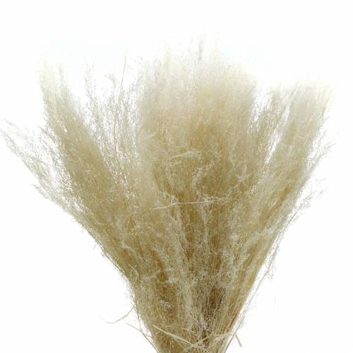 Floristik24 Tørket gress Agrostis bleket 40g
