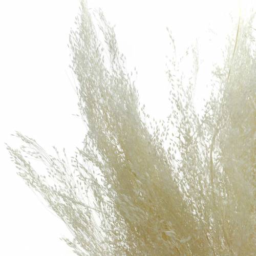 Floristik24 Tørket gress Agrostis bleket 40g