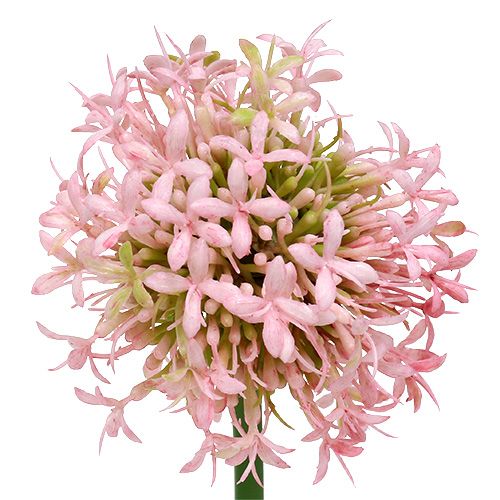 gjenstander Allium kunstig rosa 51cm