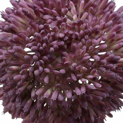 Floristik24 Ornamental allium kunstig syrin Ø12cm 65cm