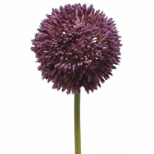 Floristik24 Ornamental allium kunstig syrin Ø12cm 65cm