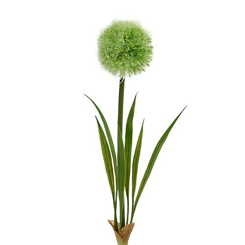 Floristik24 Allium grønn L37,5cm 4stk