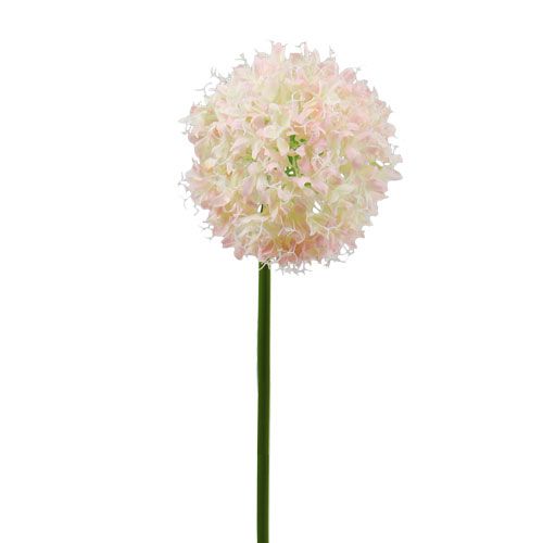 Floristik24 Allium kremrosa Ø15cm L70cm