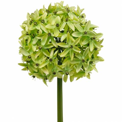 gjenstander Prydløk Allium, silkeblomst, kunstig purregrønn Ø20cm L72cm