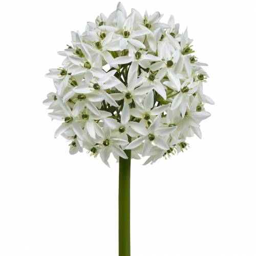 gjenstander Dekorativ blomst Allium, kunstig kule purre, prydløk hvit Ø20cm L72cm