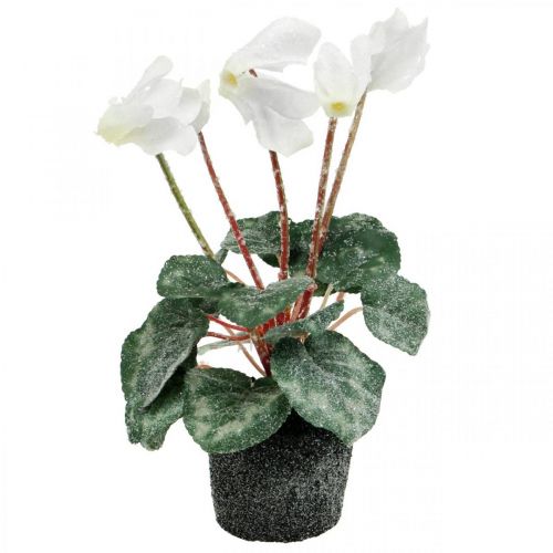 Floristik24 Cyclamen i krem 28cm