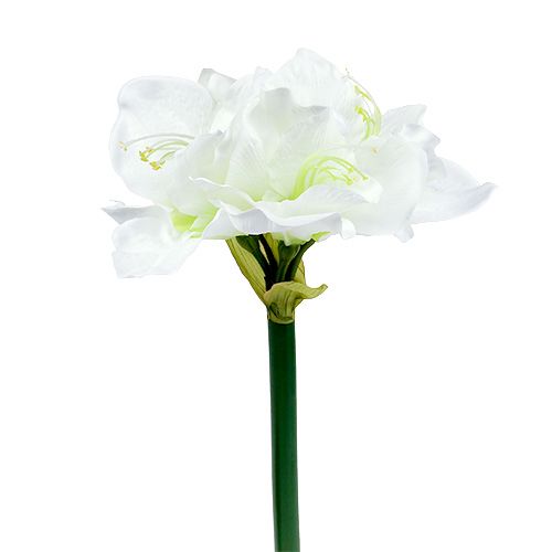 Amaryllis blomst hvit L 73cm 2stk
