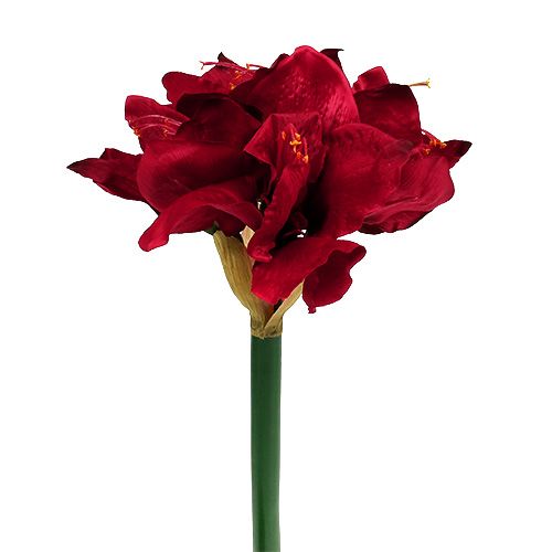 Floristik24 Amaryllis mørk rød L 73cm 2stk