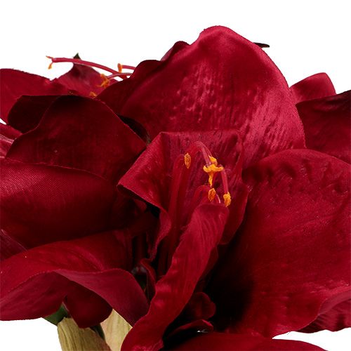 Floristik24 Amaryllis mørk rød L 73cm 2stk