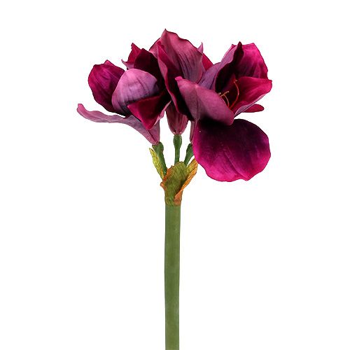 Floristik24 Amaryllis med fløyelslyng 60cm