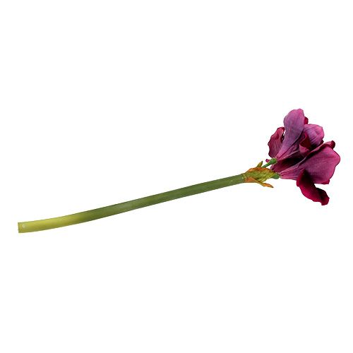 Floristik24 Amaryllis med fløyelslyng 60cm