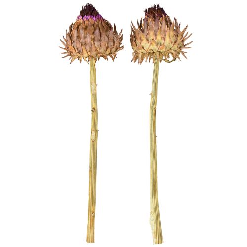 gjenstander Tørket artisjokkblomst Cynara Ø9cm 16 stk