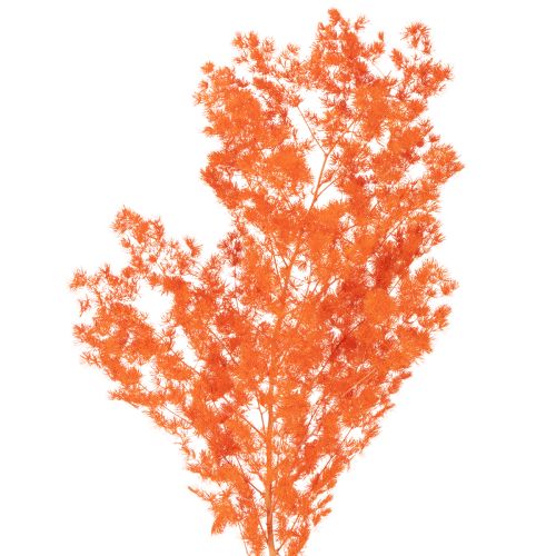 Tørkede aspargesblomster gren dekorativ asparges farget 65 cm 80 g
