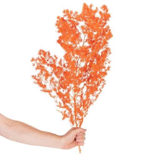 Tørkede aspargesblomster gren dekorativ asparges farget 65 cm 80 g | Floristik24.no