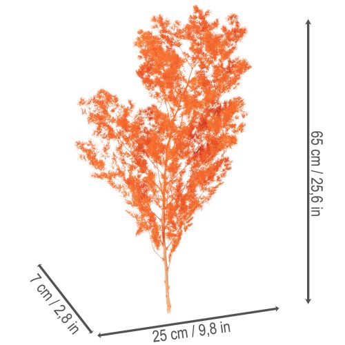 Tørkede aspargesblomster gren dekorativ asparges farget 65 cm 80 g | Floristik24.no