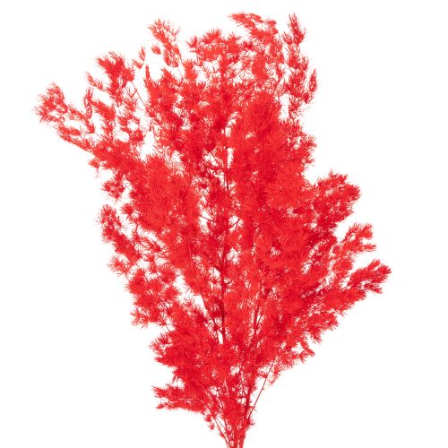 Tørket aspargesbunke til blomsteroppsatser 65 cm 80 g