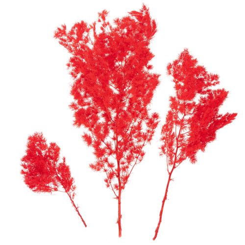 Tørket aspargesbunke til blomsteroppsatser 65 cm 80 g | Floristik24.no