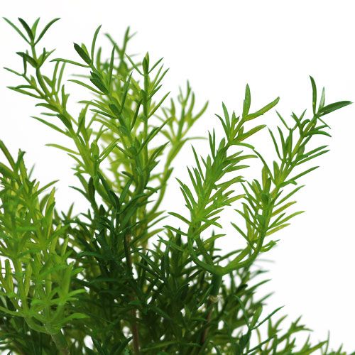 Floristik24 Aspargesplukk 26 cm