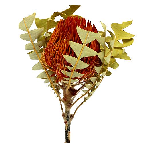 Floristik24 Banksia Baxterii Orange 8stk