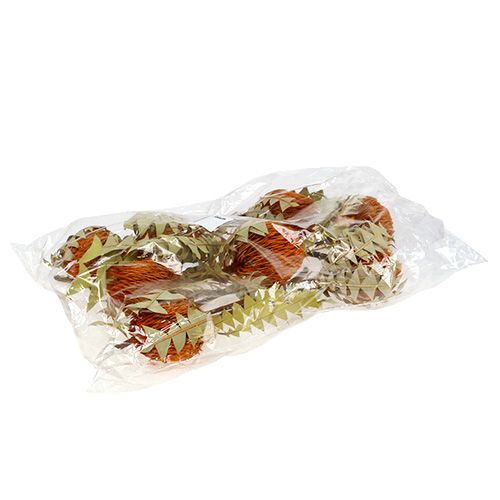 Floristik24 Banksia Baxterii Orange 8 stk