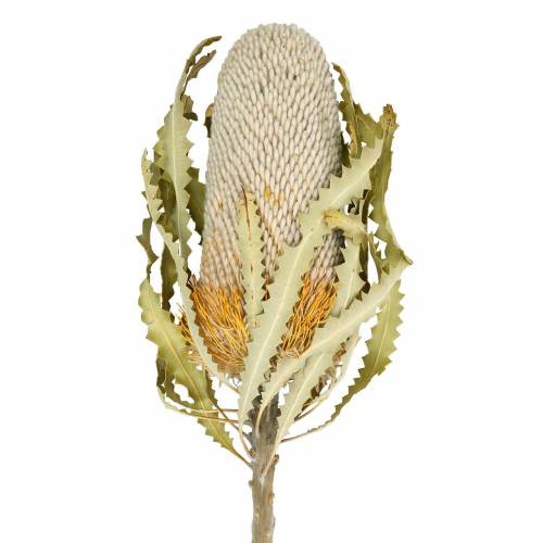 Banksia Hookerana naturell 7 stk