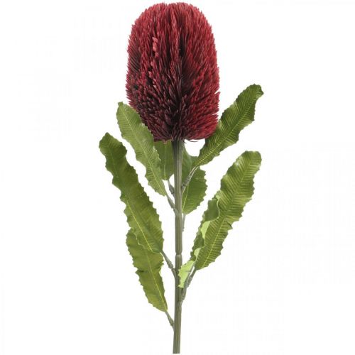 Floristik24 Kunstig blomst Banksia Red Burgundy Artificial Exotics 64cm