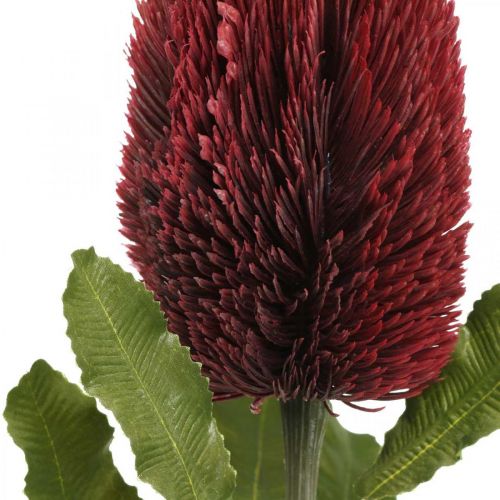 gjenstander Kunstig blomst Banksia Red Burgundy Artificial Exotics 64cm