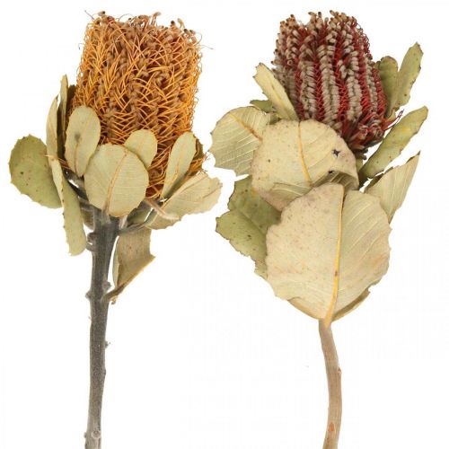 gjenstander Banksia coccinea tørkede blomster natur 10stk