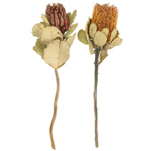 Floristik24 Banksia coccinea tørkede blomster naturell 10 stk