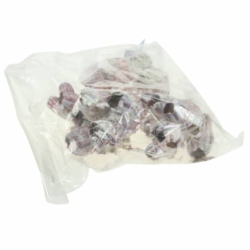 Floristik24 Dekorative skallhjelmer natur 12-16cm 3 stk