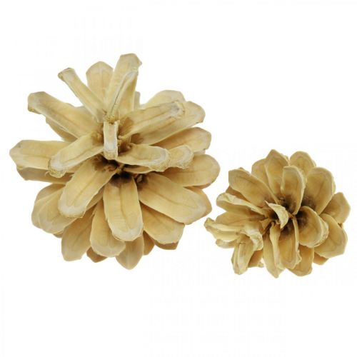 Floristik24 Fjellkongler liten krem 1kg