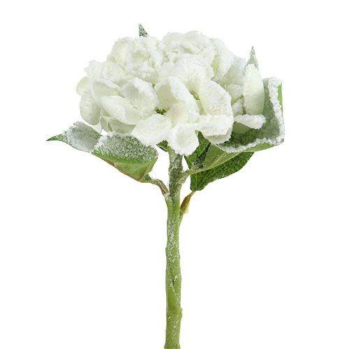 Floristik24 Hortensia hvit snødd 33cm 4stk